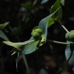 Two Words, Wolves Pod: An Unforgettable Wild Thanksgiving Adventure