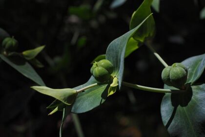 Two Words, Wolves Pod: An Unforgettable Wild Thanksgiving Adventure