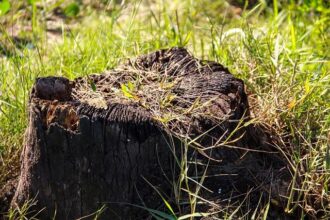 Chet Holmgren’s Jaw-Dropping Dunk Steals the Show!