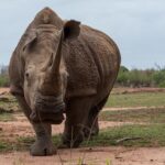 Is Tyler Herro Poised to Dominate in the Upcoming Clash with the Mavericks?