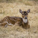 Detroit Pistons Stun Milwaukee Bucks 124-112 in Thrilling Upset: Full Game Recap and Stats