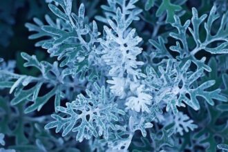 Knueppel’s 29 and Miller’s 25 Propel Hornets to Exciting 119-111 Overtime Win Over Cavaliers