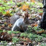 Ja Morant Leaves Grizzlies vs. Clippers Clash Early Due to Ankle Injury