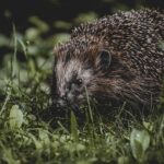 Spurs Triumph Over Pelicans in a Nail-Biting 126-119 Showdown on November 8, 2025