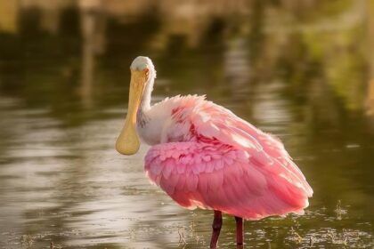 Bill Simmons Unveils Shocking Trade Idea Involving Darius Garland and the Cleveland Cavaliers