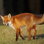 Why De’Aaron Fox’s Contract Extension Is a Game-Changer for the Spurs