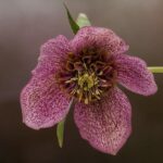 Billy Donovan’s Vucevic Dilemma: The Biggest Challenges Facing the Bulls