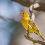 Chris Finch Fined by NBA After Ejection – Will Anthony Edwards Be on the Hook?