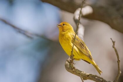 Chris Finch Fined by NBA After Ejection – Will Anthony Edwards Be on the Hook?