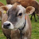 The Inspiring Legacy Behind Lakers Jersey No. 20: Honoring Earnest Killum