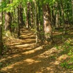 Durant’s 31 Points and Sheppard’s Explosive 11-Point Run Power Rockets to a Thrilling 115-101 Win, Snapping Nuggets’ 6-Game Streak