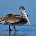 Pelicans Soar to Victory in Thrilling 143-130 Offensive Explosion Against Bulls