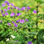 Robert Horry Says the Clippers Are Finally Facing Their Past of Poor Choices