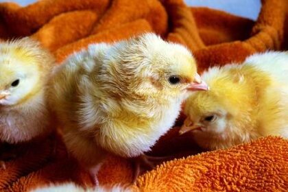 Ayo Dosunmu and Trae Young Face Off in Thrilling Showdown as Bulls Rally to Top Hawks