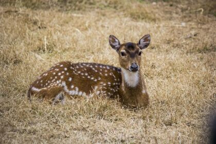 Milwaukee Bucks vs. Charlotte Hornets: Essential Odds, Expert Insights, and Winning Betting Trends for December 29, 2025