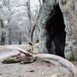 Timberwolves Coach Fuels Trade Speculation Surrounding Chicago Bulls’ Coby White