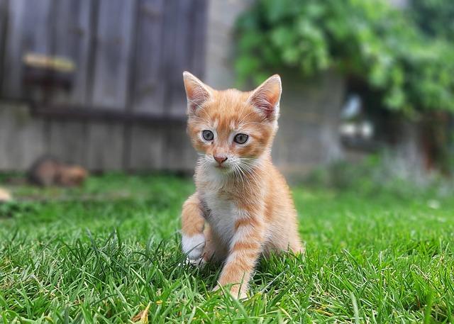 RUDY IMPACT: How Rudy Gobert’s Defense Transforms the Minnesota Timberwolves-and What Happens When He’s Off the Court