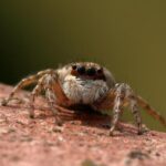 McCollum’s Clutch Jumper Seals Thrilling 114-113 Win for Wizards Over Bucks