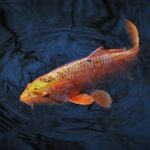 Mavericks Target Rising Stars Jonathan Kuminga and Zaccharie Risacher in Anthony Davis Trade Discussions