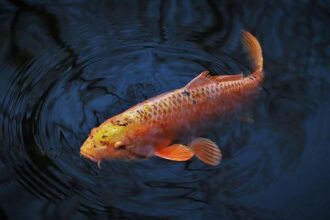 Mavericks Target Rising Stars Jonathan Kuminga and Zaccharie Risacher in Anthony Davis Trade Discussions