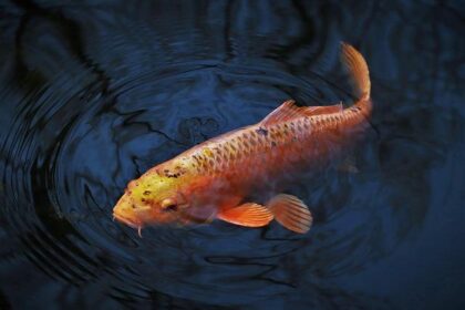 Mavericks Target Rising Stars Jonathan Kuminga and Zaccharie Risacher in Anthony Davis Trade Discussions