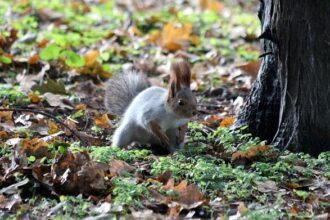 Five Thrilling Trade Destinations for Memphis Grizzlies’ Ja Morant