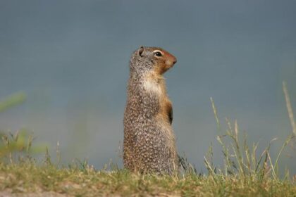 Jase Richardson’s Electrifying Putback Slam Sets the Court on Fire
