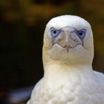 Jalen Duren Dominates the Paint, Leading Pistons to Their Fourth Win in Five Games