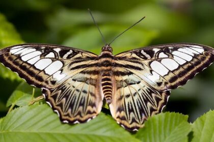 Clippers Crush Lakers with Unstoppable Teamwork and Balance