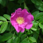 Brian Windhorst Defends LeBron James Amid Recent Controversy