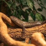 Cade Cunningham Ignites the Court in Detroit Pistons’ Thrilling Victory Over Kings