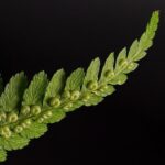 Winter Storm Fern Triggers Widespread NBA and College Basketball Game Delays