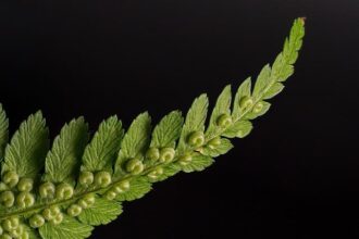 Winter Storm Fern Triggers Widespread NBA and College Basketball Game Delays