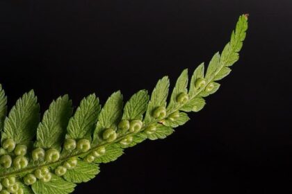 Winter Storm Fern Triggers Widespread NBA and College Basketball Game Delays