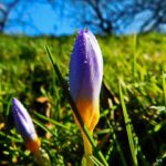 Bailey and Sensabaugh Shine Despite Utah Jazz Falling to Warriors