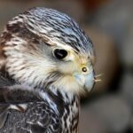 3 Must-See Moments in the Knicks vs. Raptors Showdown