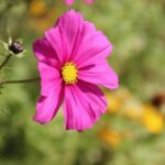 Suns Dominate Cavs in Disappointing Showdown