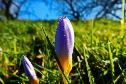 Amari Bailey Sets Sights on College Comeback After Brief NBA Stint