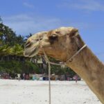 Surprising Trade Shakes Up Charlotte Hornets: Former Alabama Star Collin Sexton on the Move