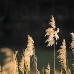 Naz Reid’s Jaw-Dropping Dunk Sparks Minnesota Timberwolves to Victory!