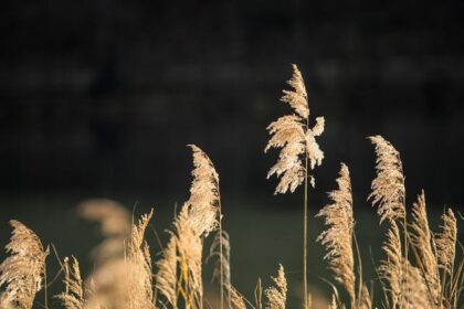 Naz Reid’s Jaw-Dropping Dunk Sparks Minnesota Timberwolves to Victory!