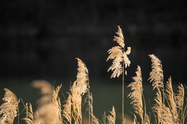 Naz Reid’s Jaw-Dropping Dunk Sparks Minnesota Timberwolves to Victory!