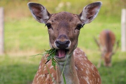 Dyson Daniels Sidelined Monday, C.J. McCollum Takes Over Starting Role