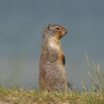 Jase Richardson Shocks NBA, Rescues Orlando Magic from Major All-Star Snub