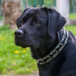 Sam Merrill Ignites the Court with a Stunning 32-Point Performance Against the Washington Wizards