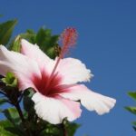 Gui Santos’ Buzzer-Beater Clinches Thrilling Win Over Grizzlies