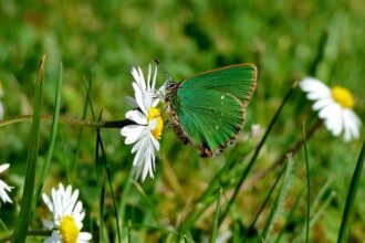 Sixers Rookie VJ Edgecombe Dazzles as 2026 NBA Rising Stars MVP with Two Clutch Game-Winners for Team Vince