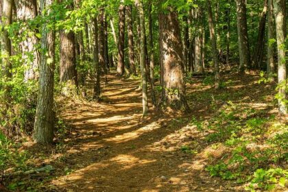 Kevin Durant Throws Down the Gauntlet: Will Jokić and Dončić Step Up for the All-Star Showdown?