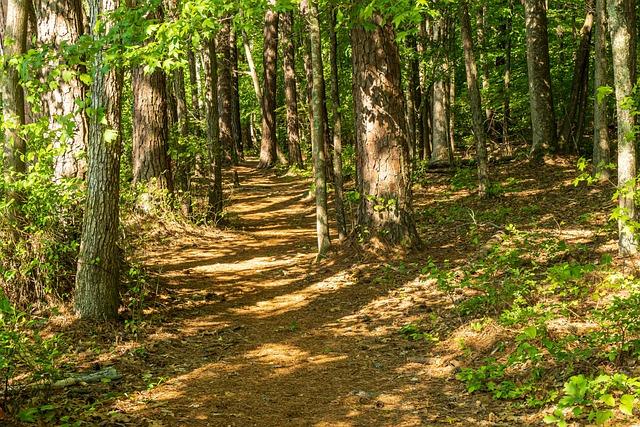 Kevin Durant Throws Down the Gauntlet: Will Jokić and Dončić Step Up for the All-Star Showdown?