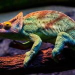 Chandler Parsons Delivers a Strong Midseason Performance for the Rockets